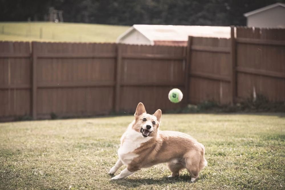 Regal Paws Toys collection